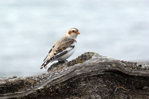 Snow Bunting